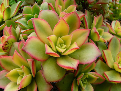 Succulent Flowering Plants: Aeonium Kiwi Succulent Care Guide