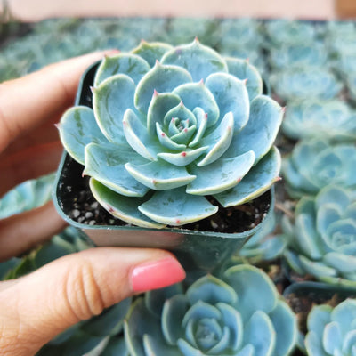 Flowering Succulent Types: Echeveria Blue Rose Succulent Care Guide