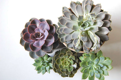 Echeveria Blue Rose Succulents: Light Requirements, Watering Succulents, Fertilizer, Pruning, and Propagating