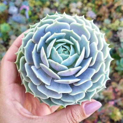 Flowering Succulent Types: Echeveria 'Lola' Succulent Care Plant Guide & Features