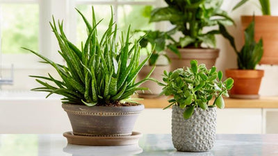 Easy Indoor Succulents for Beginners 