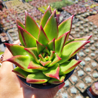 Best Beginner Succulent Types: Lipstick Echeveria with Pictures & Care Instructions