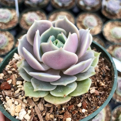 Echeveria Lola Succulent Care Guide: Types of Lola Succulents, Tips, & More