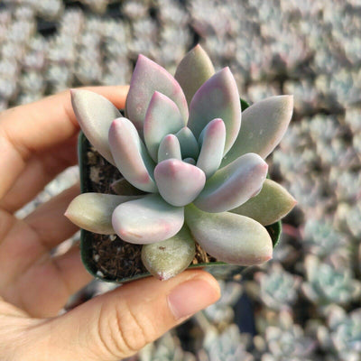 Opalina Succulent Care Guide