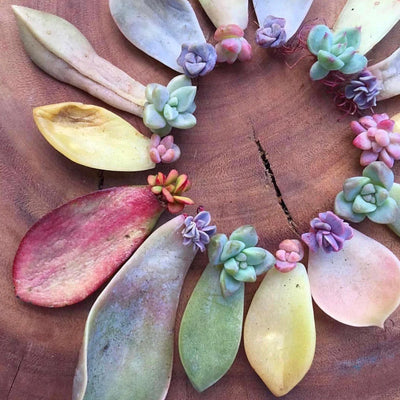 How to Propagate succulents from leaves and plant cuttings