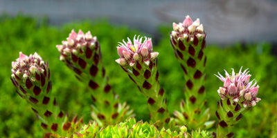 Succulent Death Bloom: Is My Succulent Dying After Blooming?