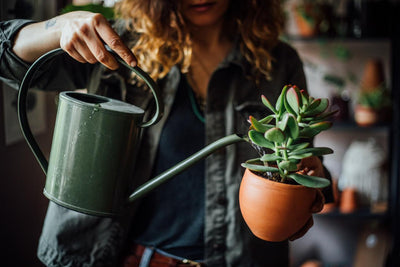 How Often Do Succulents Need Water?