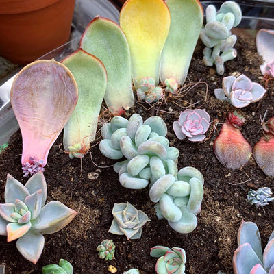 Succulent Propagation: