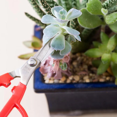 Succulent Propagation from Stem Plant Cuttings