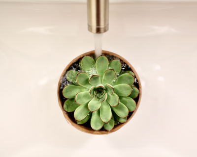 Overwatering Succulents: Learn When to Water & How Much to Water!