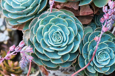 Succulent Care In 5 Easy Steps