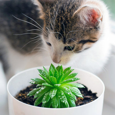 Succulents Poisonous To Cats