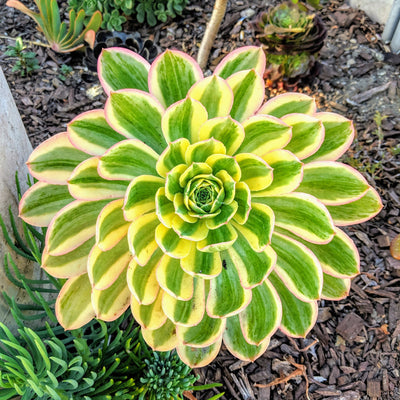 Outdoor Succulents: Sunburst Succulent Care Guide