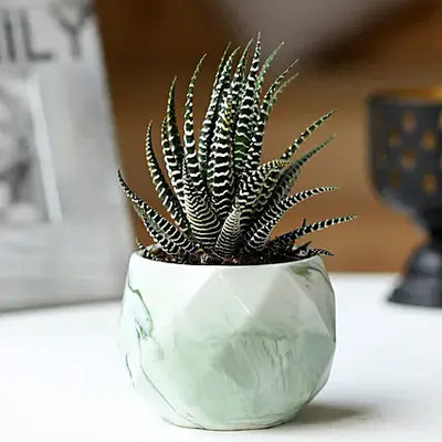 Succulent Zebra Plant Care Guide