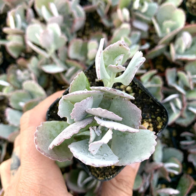 Flower Dust Plant Succulent Care Guide