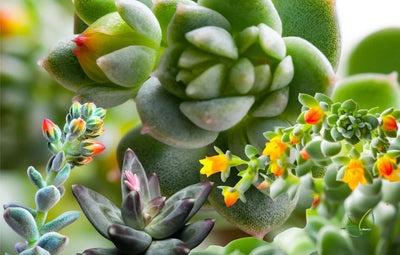 Succulents With Flowers: The Secrets to Cultivating Stunning Flowering Succulents