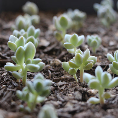 3 Steps to Grow Succulents or Cactus from Seeds