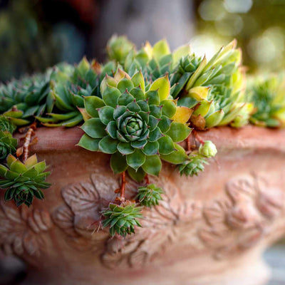 Hens and Chicks Succulents Care & Propagation