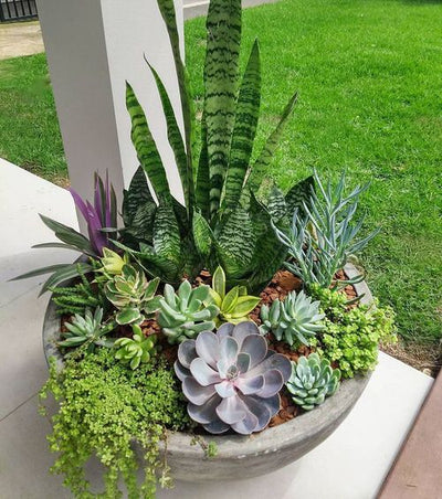 Outdoor Succulents: Watering, Light, Fertilizing, and Pruning Outdoor Succulents