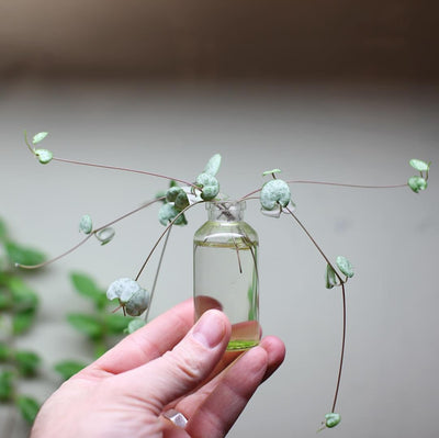 How to propagate String of Hearts Succulents