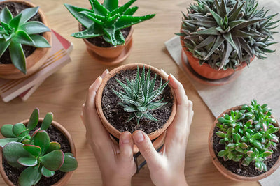 Can Succulents be Grown Indoors?