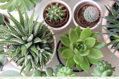 How to Take Care of a Succulent: 10 Best Succulent Care Tips