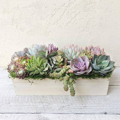 How to Care for Succulent Plants Indoors: Top 5 Plant Care Tips