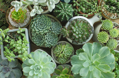 Succulent Types: An Exploration of the Many Different Types of Succulents