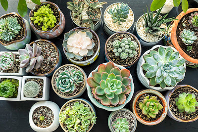 How to Care for Succulents - 7 Succulent Care Steps to Thriving Plants