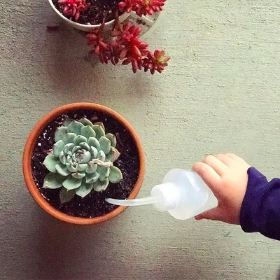 Overwatering Succulents - A Watering Guide For Beginners